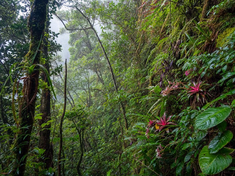 Dense tropical rainforest canopy seen from above — the type of habitat found in many biodiversity hotspots